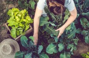 Cursus eco-vriendelijk tuinieren in Ridderkerk